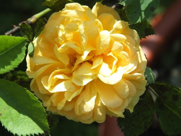  photo soleildor3_zpsa803c2d5.jpg